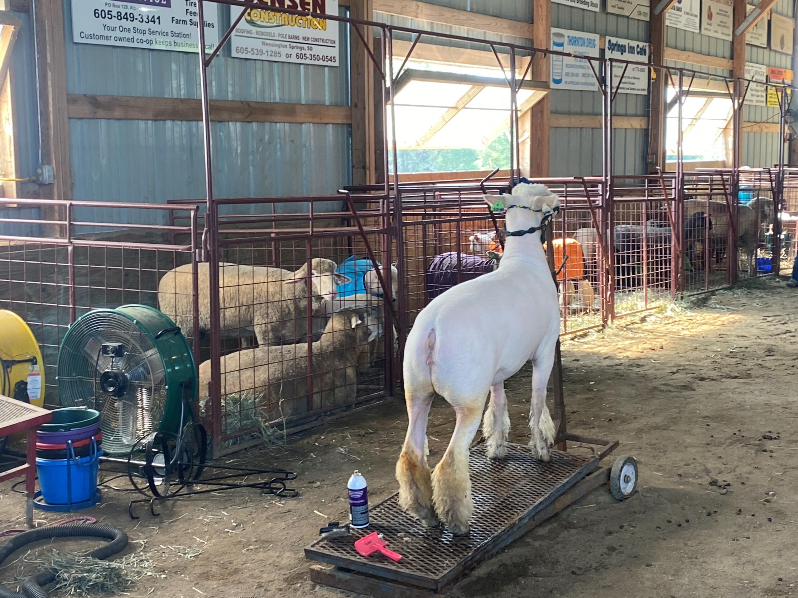 Jerauld County 4H Achievement Days 2023 Mitchell Now