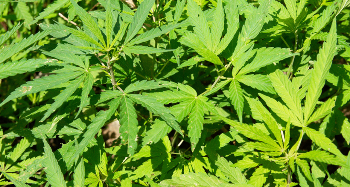 Senate committee kills two medical marijuana bills on Wednesday