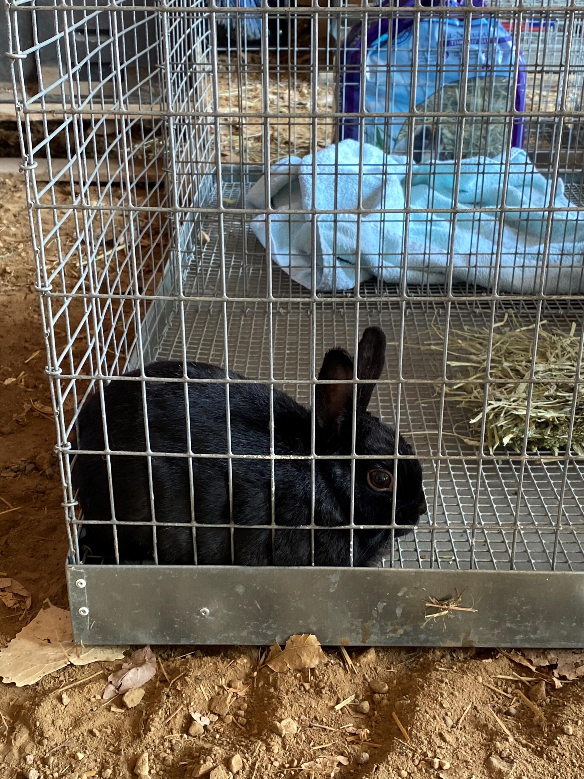 Douglas County 4-H Achievement Days 2023