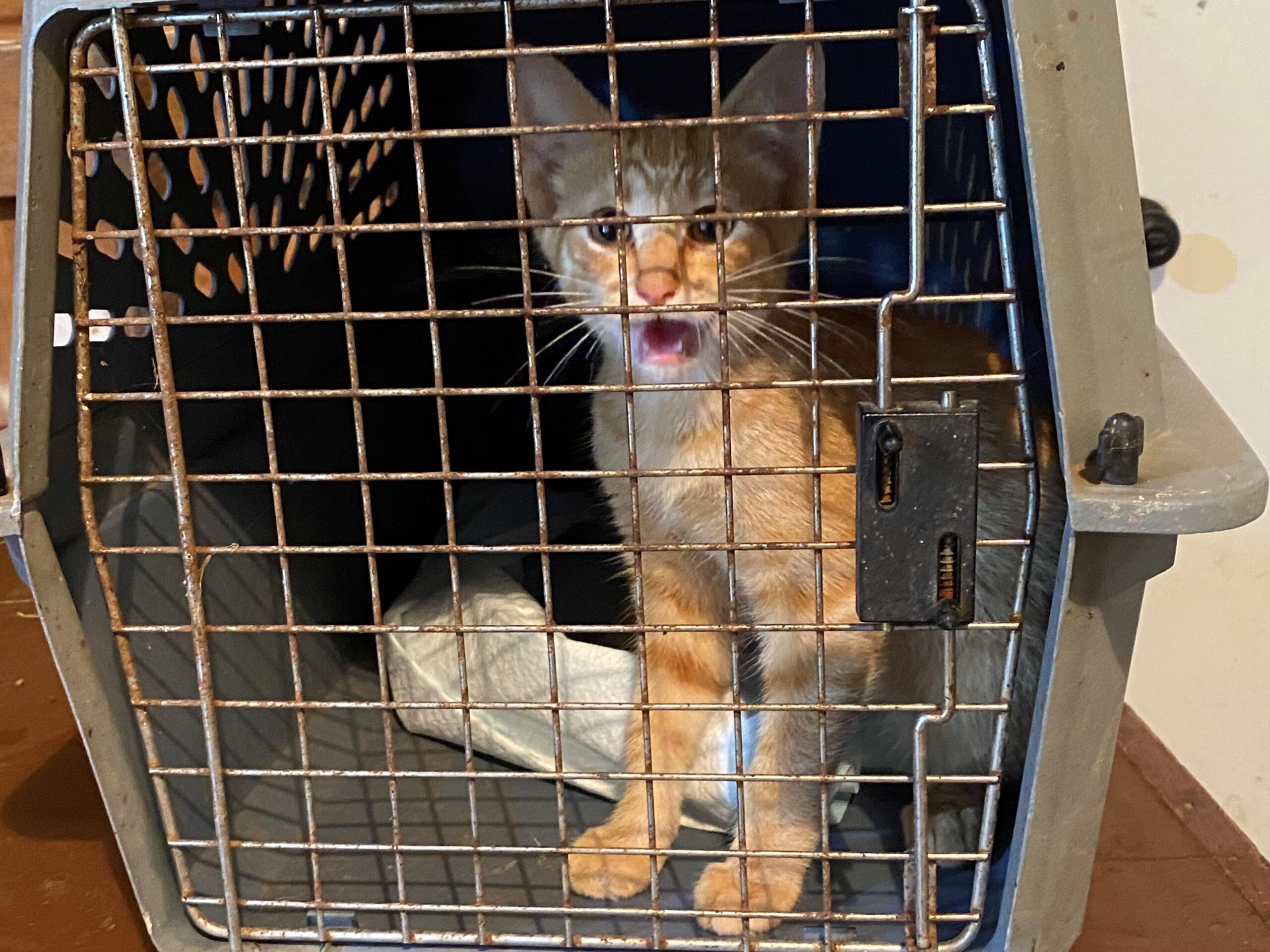 Charles Mix County 4-H Achievement Days 2023