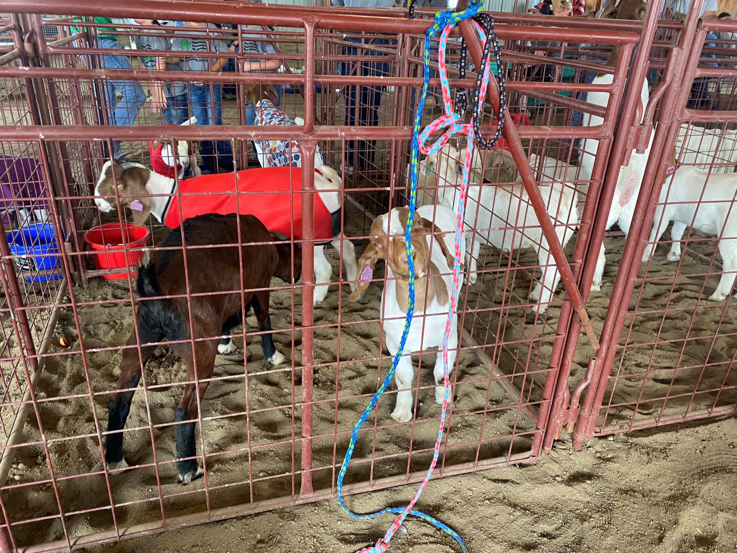 Jerauld County 4-H Achievement Days 2023