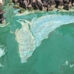 Algae bloom from 2024
