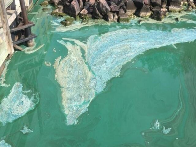 Algae bloom from 2024
