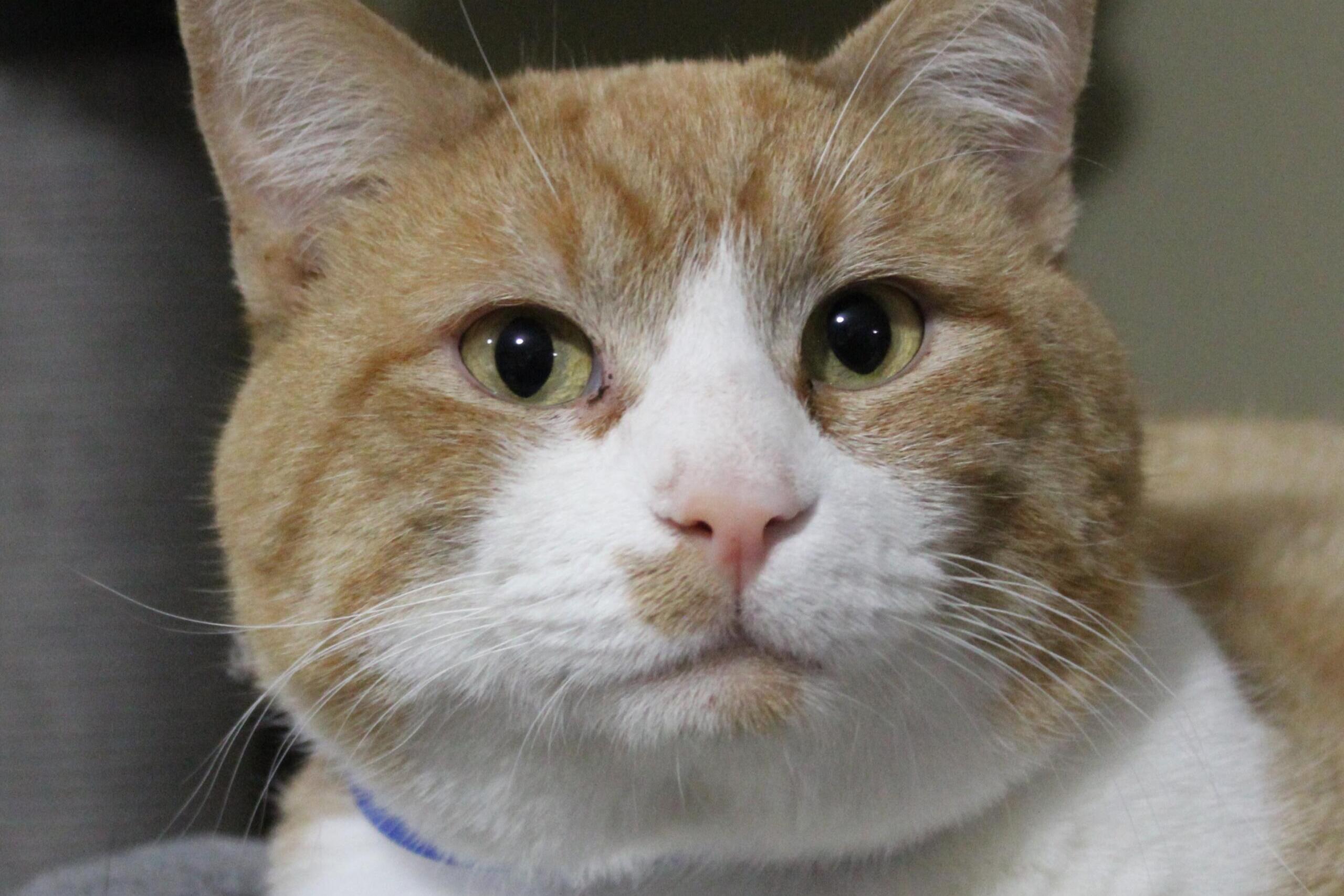 Christopher the Cat (Beadle County Humane Society)