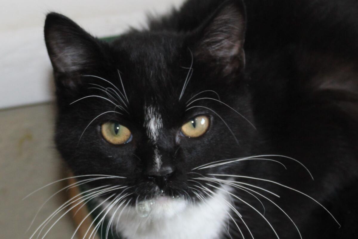 Noah the Cat (Beadle County Humane Society)