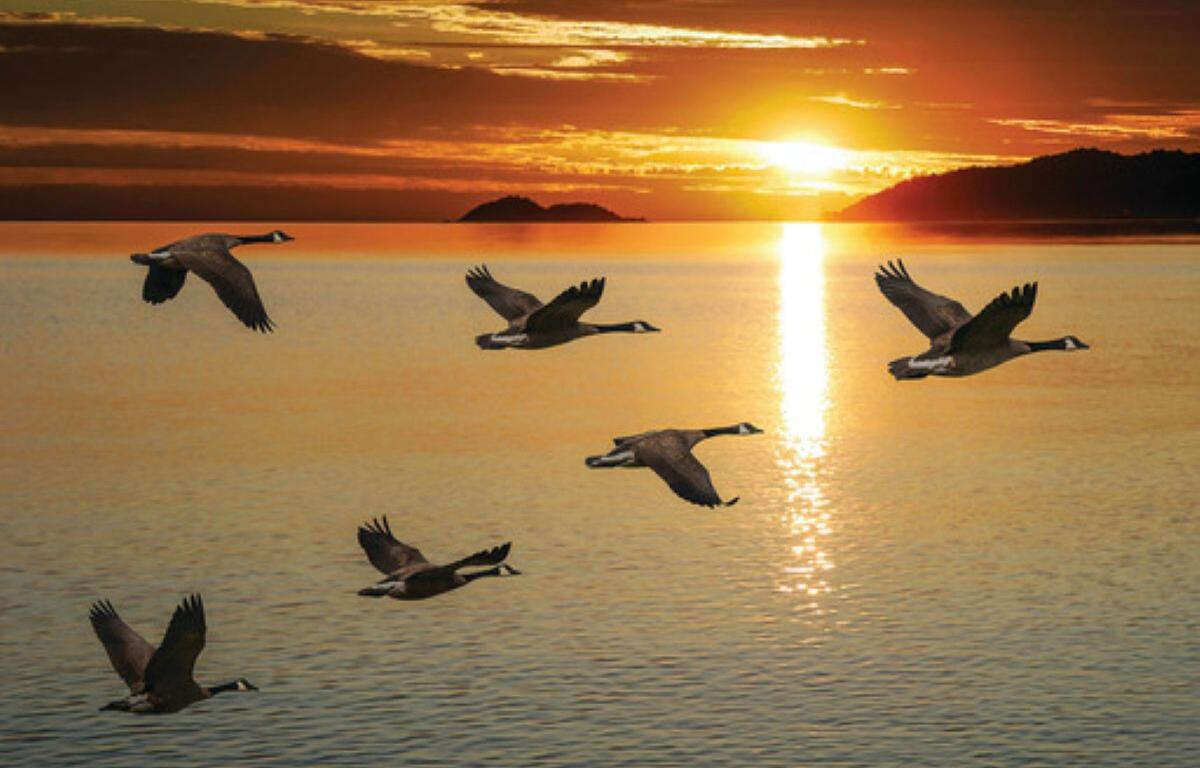 Dead snow geese Bird flu Snow geese die-off Mild winter Wildlife cleanup South Dakota Game, Fish and Parks