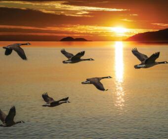 Dead snow geese Bird flu Snow geese die-off Mild winter Wildlife cleanup South Dakota Game, Fish and Parks