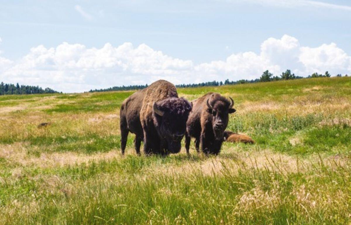 Custer State Park baby bison bison calves spring season wildlife sightings calving season bison herd South Dakota wildlife park officials safe distance nature conservation wildlife tourism