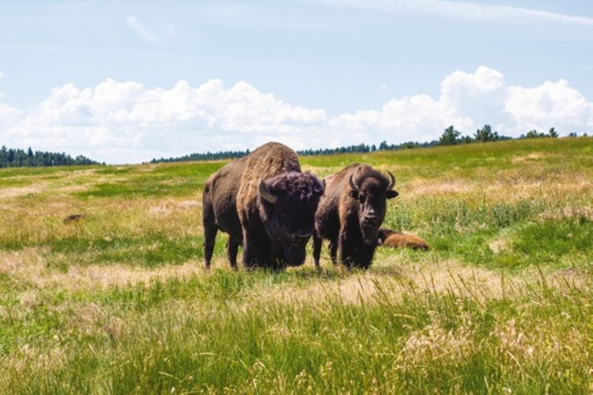 Custer State Park Welcomes Bison Calves
