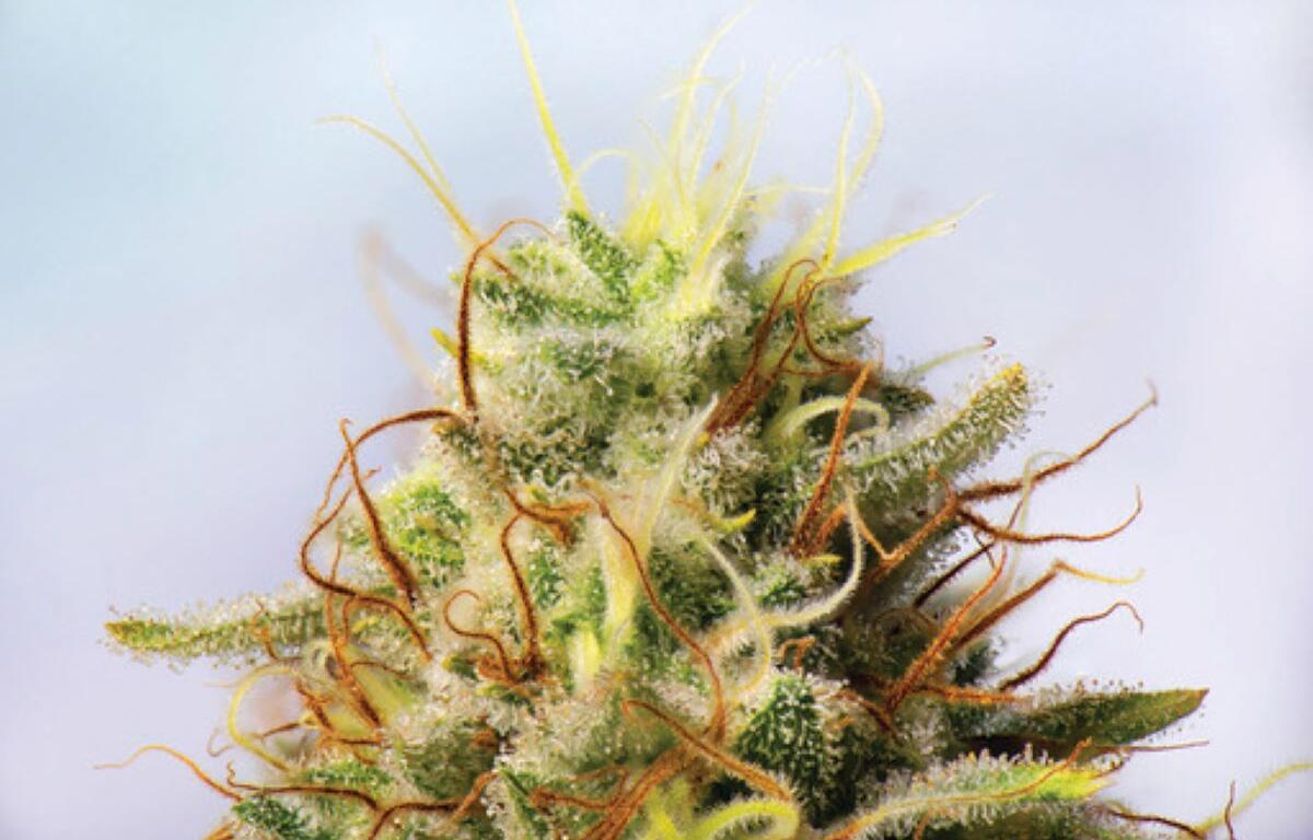 South Dakota hemp production industrial hemp leader USA hemp fiber production South Dakota USDA hemp report 2024 South Dakota agriculture news Governor Rhoden hemp industry hemp processing growth hemp farming South Dakota hemp industry expansion top hemp producing states 2024