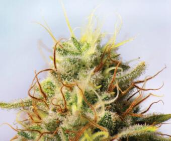 South Dakota hemp production industrial hemp leader USA hemp fiber production South Dakota USDA hemp report 2024 South Dakota agriculture news Governor Rhoden hemp industry hemp processing growth hemp farming South Dakota hemp industry expansion top hemp producing states 2024