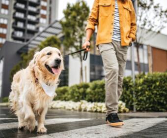 South Dakota rabies alert rabies cases in South Dakota pet safety rabies clinics SD Department of Health rabies wildlife rabies risk spring pet safety tips confirmed rabies cases SD rabies prevention South Dakota animal testing for rabies public health rabies warning