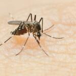 Mosquito biting a human