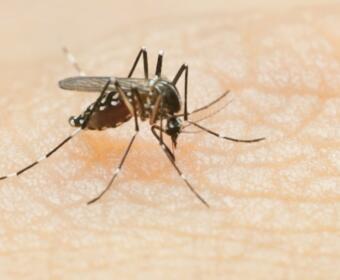 South Dakota West Nile virus 2025 West Nile virus cases highest since 2018 South Dakota mosquito-borne illness warning Minnehaha Brown Brookings mosquito pools West Nile virus deaths South Dakota Wet summer mosquito activity South Dakota How to prevent West Nile virus SD West Nile virus outbreak South Dakota South Dakota hardest-hit West Nile cases Nationwide West Nile virus 2025