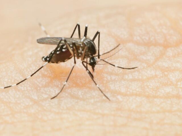 Mosquito biting a human