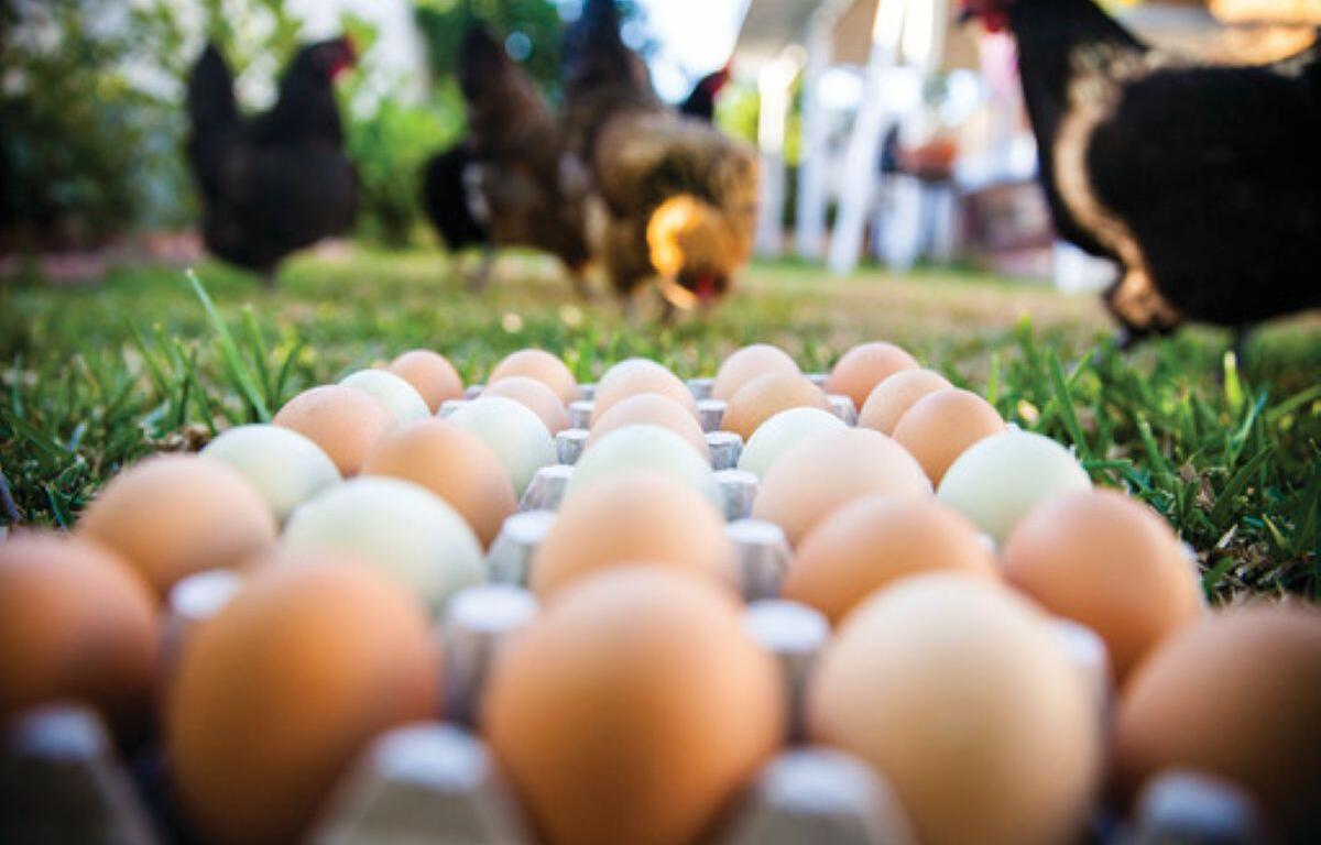 Salem backyard chickens proposal backyard chicken ordinance Salem urban farming regulations Salem City Council chicken debate backyard hens permit food security backyard farming property rights urban agriculture no roosters city ordinance city council meeting July Salem residents chicken law