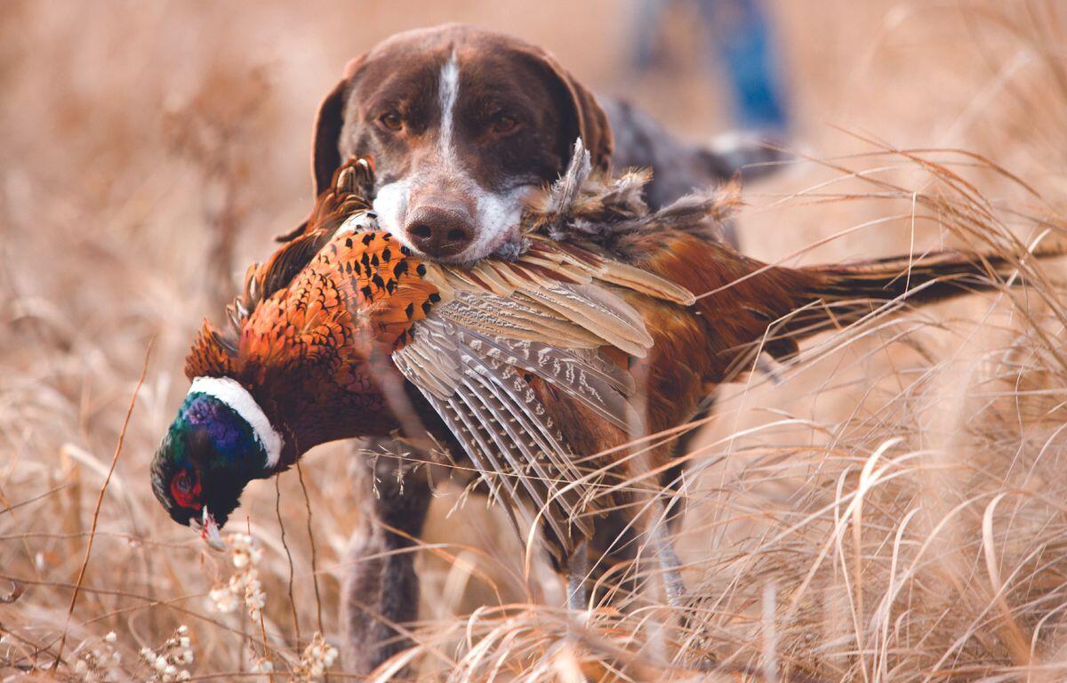 South Dakota pheasant hunting forecast 2024 South Dakota pheasant season 2024 dates Pheasant hunting South Dakota wildlife experts Tom Kirschenmann pheasant harvest prediction South Dakota 1.5 million pheasant harvest South Dakota hunting habitat conditions Grouse hunting season South Dakota 2024 Youth pheasant hunt South Dakota South Dakota resident-only pheasant season Full South Dakota pheasant hunting opener October 18