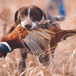 South Dakota pheasant hunting forecast 2024 South Dakota pheasant season 2024 dates Pheasant hunting South Dakota wildlife experts Tom Kirschenmann pheasant harvest prediction South Dakota 1.5 million pheasant harvest South Dakota hunting habitat conditions Grouse hunting season South Dakota 2024 Youth pheasant hunt South Dakota South Dakota resident-only pheasant season Full South Dakota pheasant hunting opener October 18