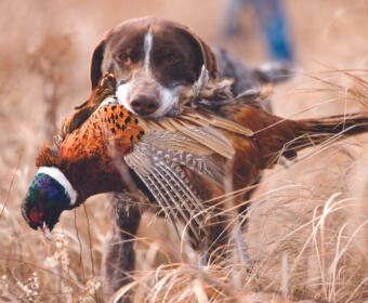 South Dakota pheasant hunting forecast 2024 South Dakota pheasant season 2024 dates Pheasant hunting South Dakota wildlife experts Tom Kirschenmann pheasant harvest prediction South Dakota 1.5 million pheasant harvest South Dakota hunting habitat conditions Grouse hunting season South Dakota 2024 Youth pheasant hunt South Dakota South Dakota resident-only pheasant season Full South Dakota pheasant hunting opener October 18