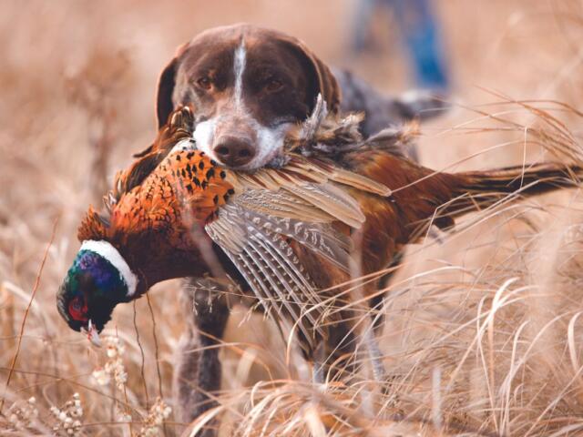 South Dakota pheasant hunting season 2025 South Dakota Game, Fish, and Parks pheasant season opening day pheasant hunting forecast pheasant population South Dakota South Dakota hunting regulations best places to hunt pheasants pheasant harvest report wildlife management South Dakota hunting season January 31