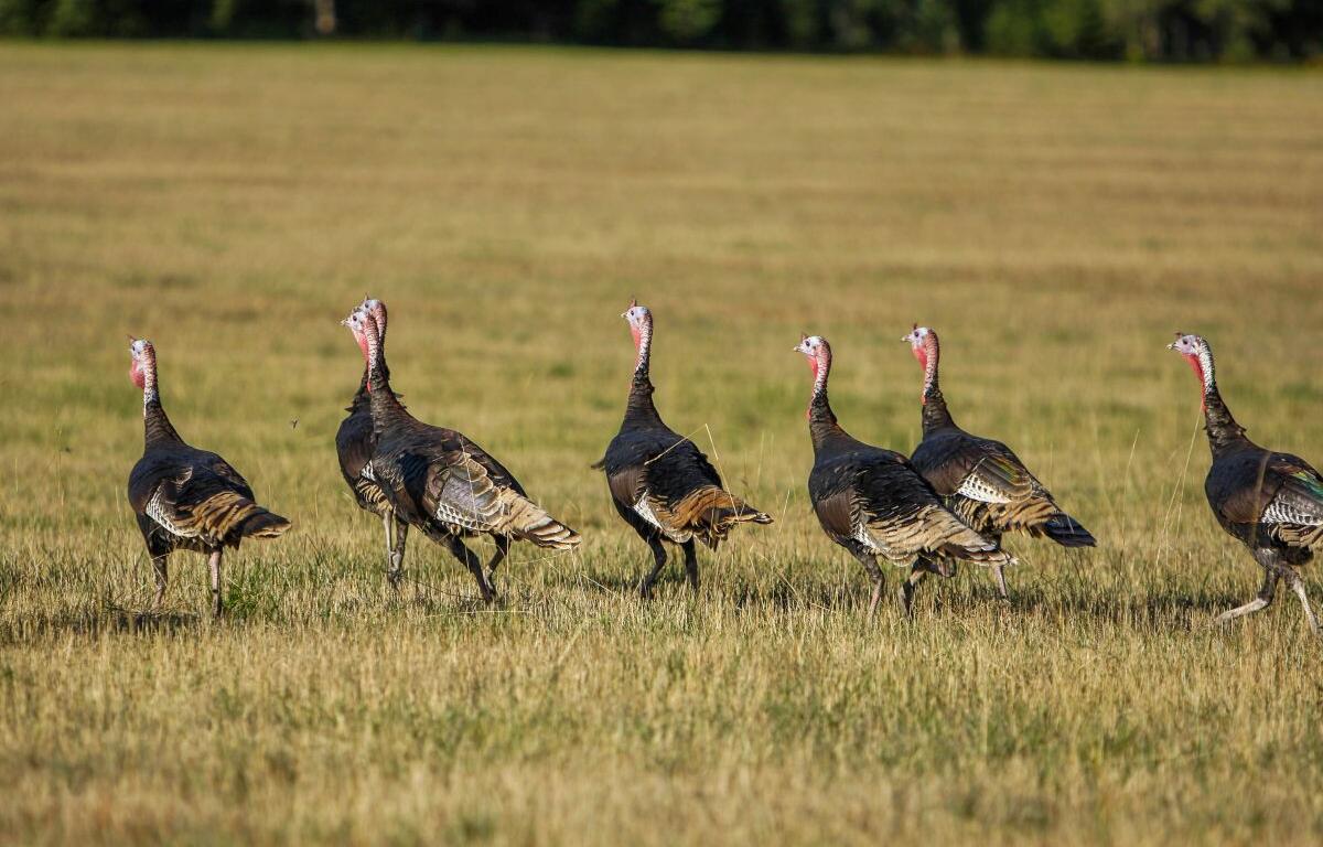 South Dakota bird flu outbreak 135,000 turkeys destroyed South Dakota North Dakota bird flu cases turkey farms bird flu 2025 avian influenza South Dakota poultry safety bird flu outbreak commercial turkey flock losses agriculture officials bird flu response South Dakota agriculture news bird flu poultry products safe