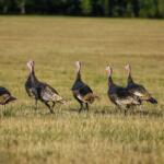 South Dakota bird flu outbreak 135,000 turkeys destroyed South Dakota North Dakota bird flu cases turkey farms bird flu 2025 avian influenza South Dakota poultry safety bird flu outbreak commercial turkey flock losses agriculture officials bird flu response South Dakota agriculture news bird flu poultry products safe