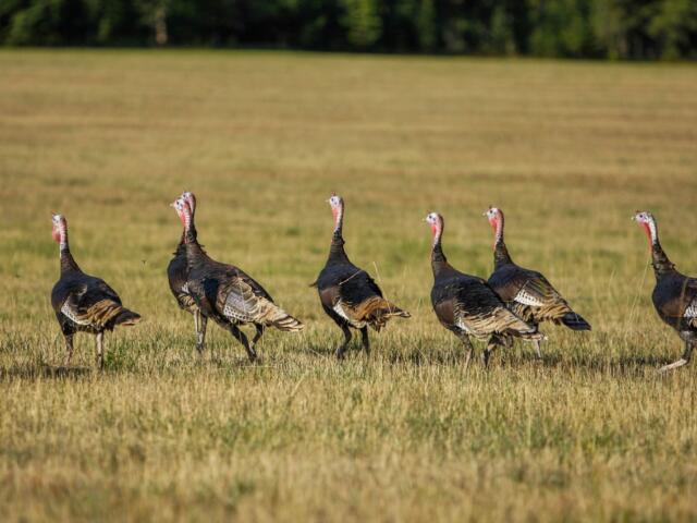 South Dakota bird flu outbreak 135,000 turkeys destroyed South Dakota North Dakota bird flu cases turkey farms bird flu 2025 avian influenza South Dakota poultry safety bird flu outbreak commercial turkey flock losses agriculture officials bird flu response South Dakota agriculture news bird flu poultry products safe