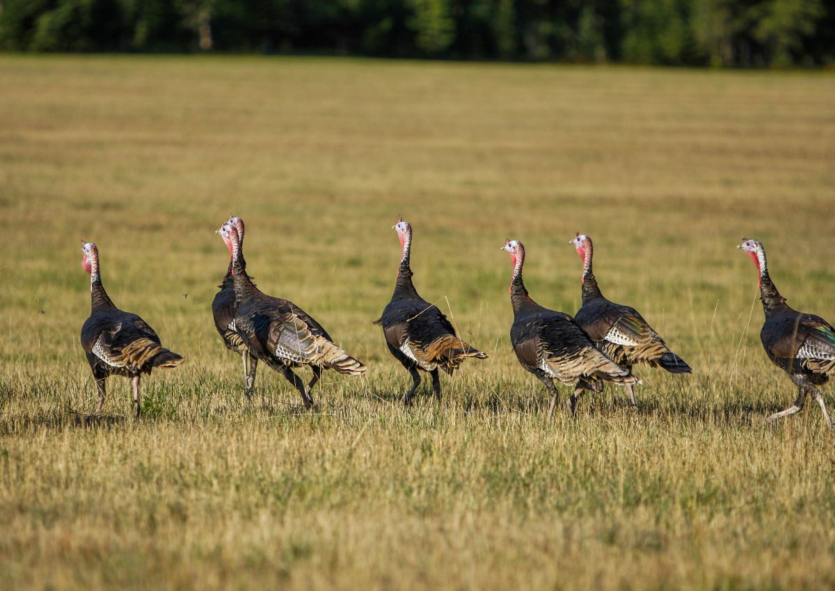 South Dakota bird flu outbreak 135,000 turkeys destroyed South Dakota North Dakota bird flu cases turkey farms bird flu 2025 avian influenza South Dakota poultry safety bird flu outbreak commercial turkey flock losses agriculture officials bird flu response South Dakota agriculture news bird flu poultry products safe