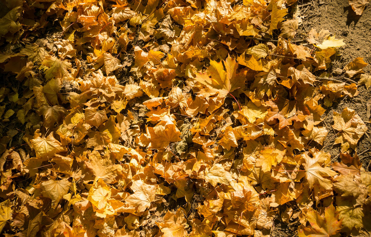 The City of Mitchell is doign their annual Leaf Collection Program
