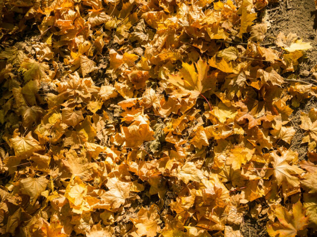 The City of Mitchell is doign their annual Leaf Collection Program