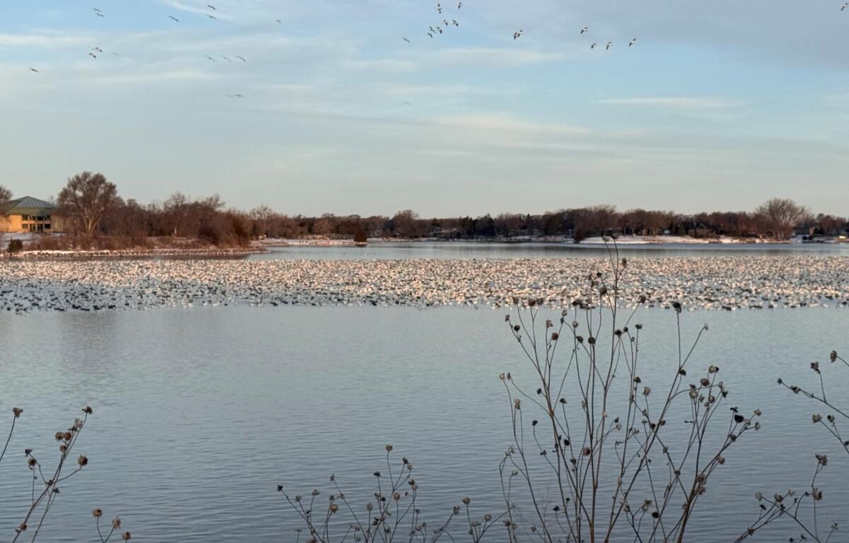 Geese at Lake Mitchell
