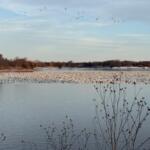 Geese at Lake Mitchell
