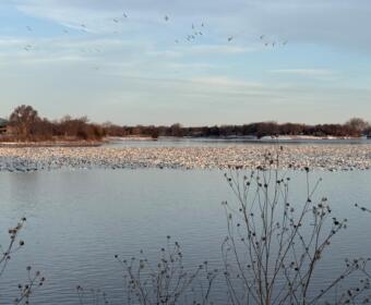 Geese at Lake Mitchell