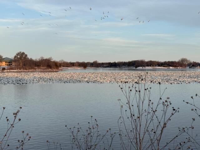 Geese at Lake Mitchell