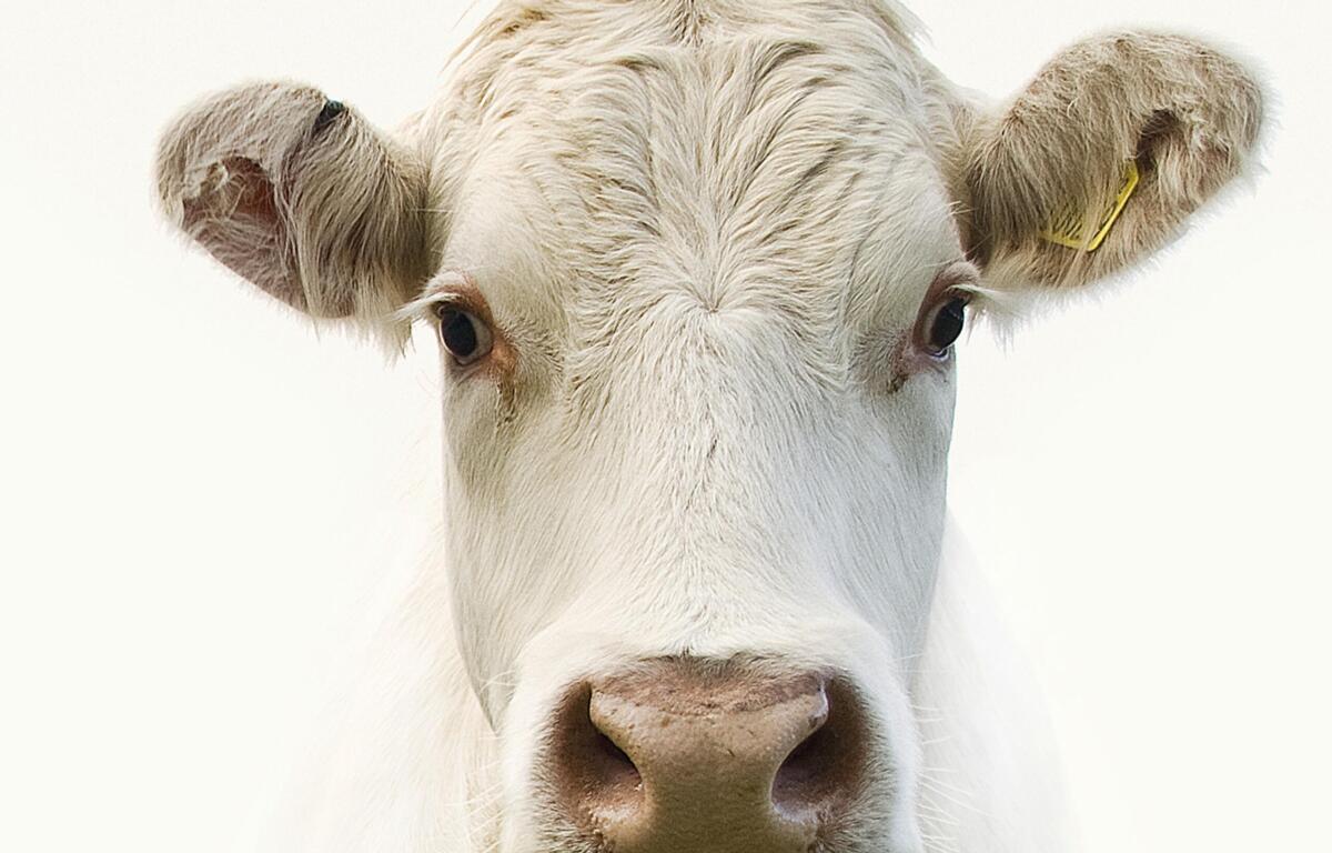 Prairie Valley Farms annual sale