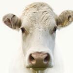 Prairie Valley Farms annual sale