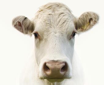 Prairie Valley Farms annual sale