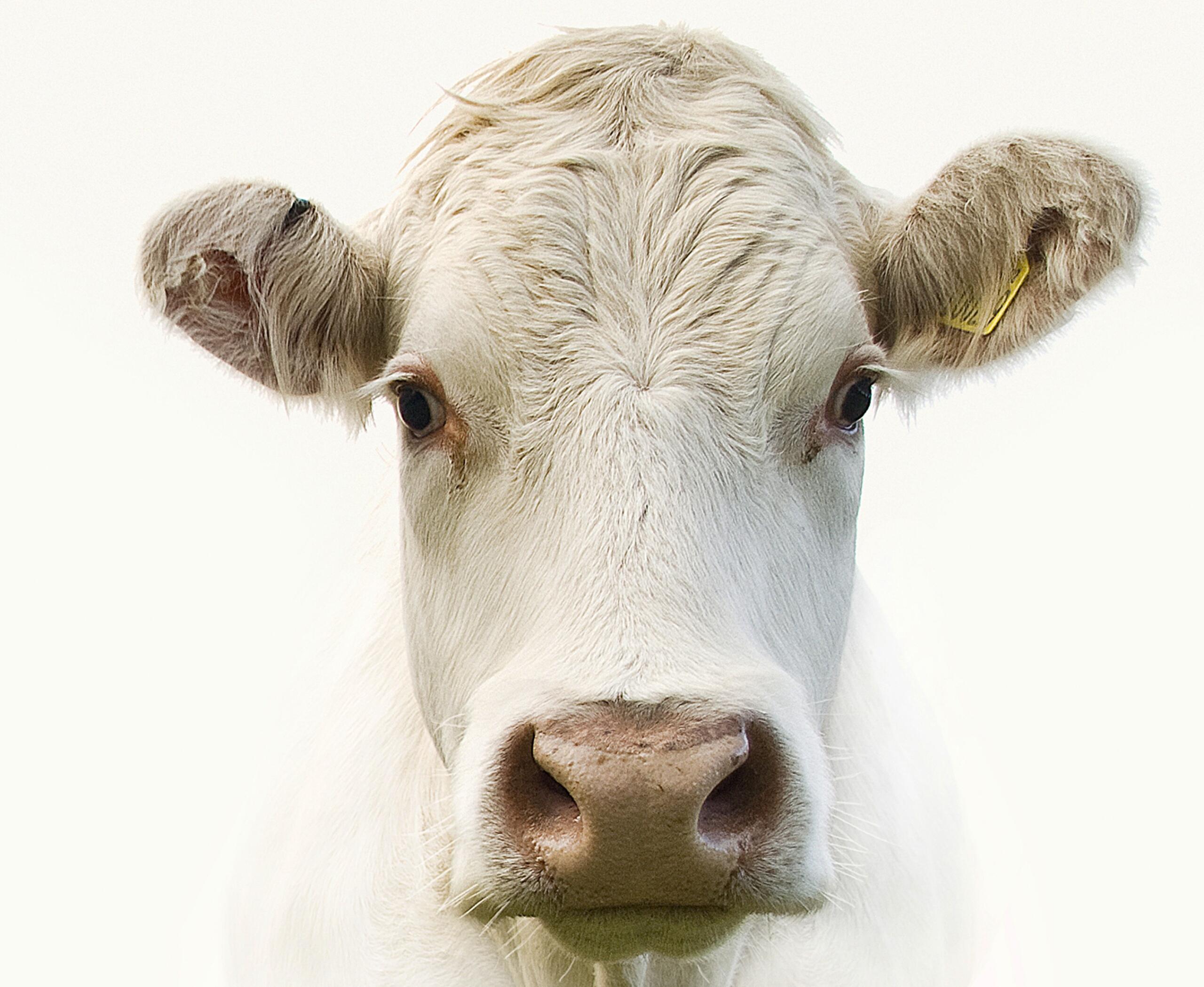 Prairie Valley Farms annual sale