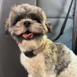 Baloo enjoying a day on The Bark Bus