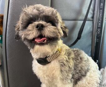 Baloo enjoying a day on The Bark Bus
