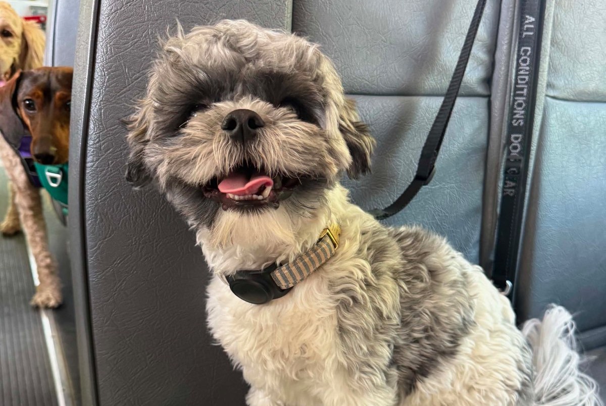 Baloo enjoying a day on The Bark Bus