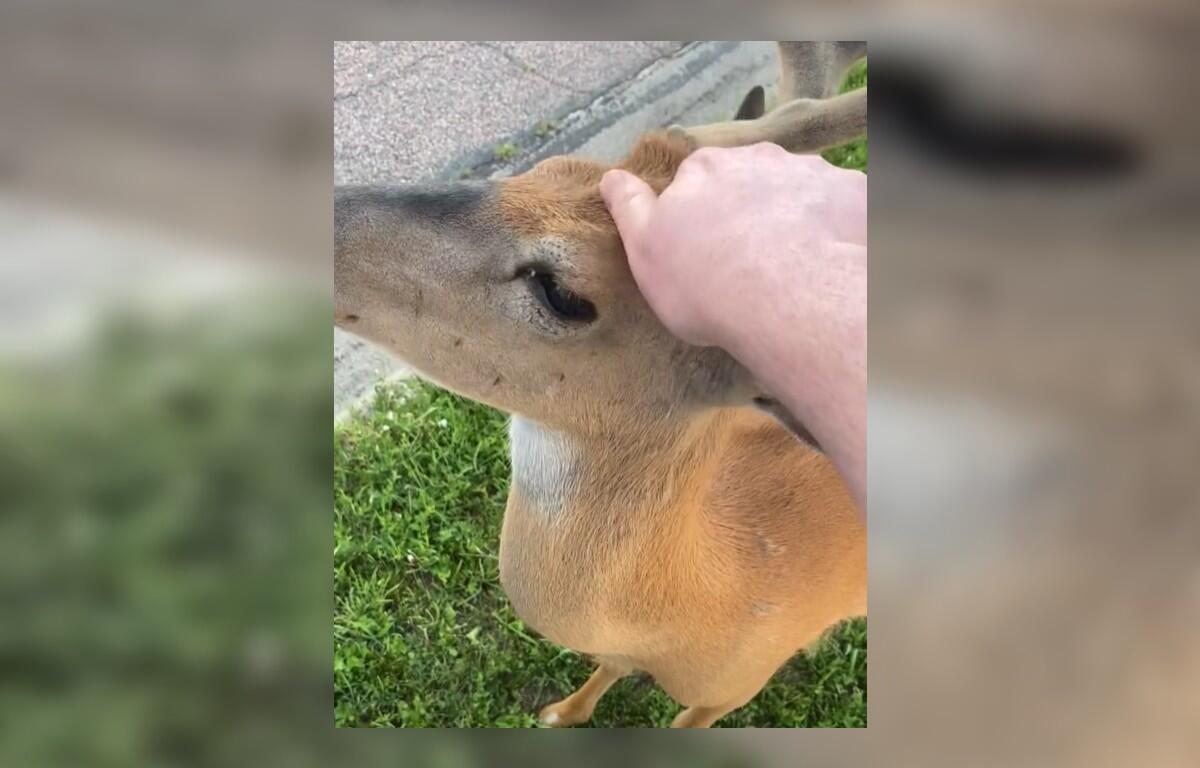 Bucky, the famous Mitchell deer, getting a head scratch.