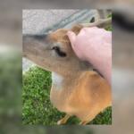 Bucky, the famous Mitchell deer, getting a head scratch.