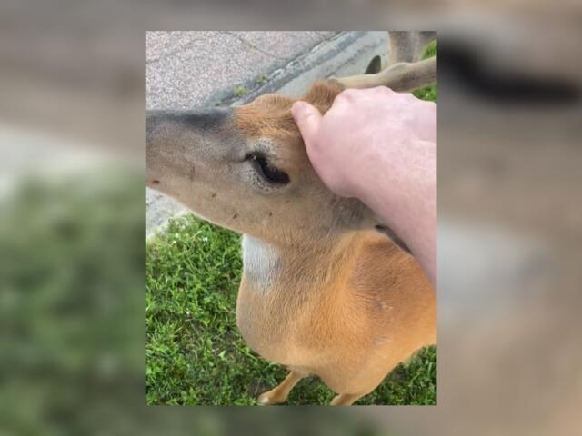 Bucky, the famous Mitchell deer, getting a head scratch.