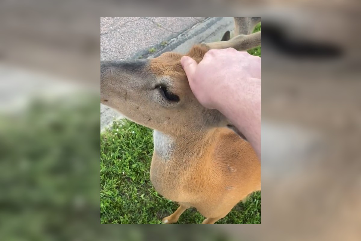 Bucky, the famous Mitchell deer, getting a head scratch.