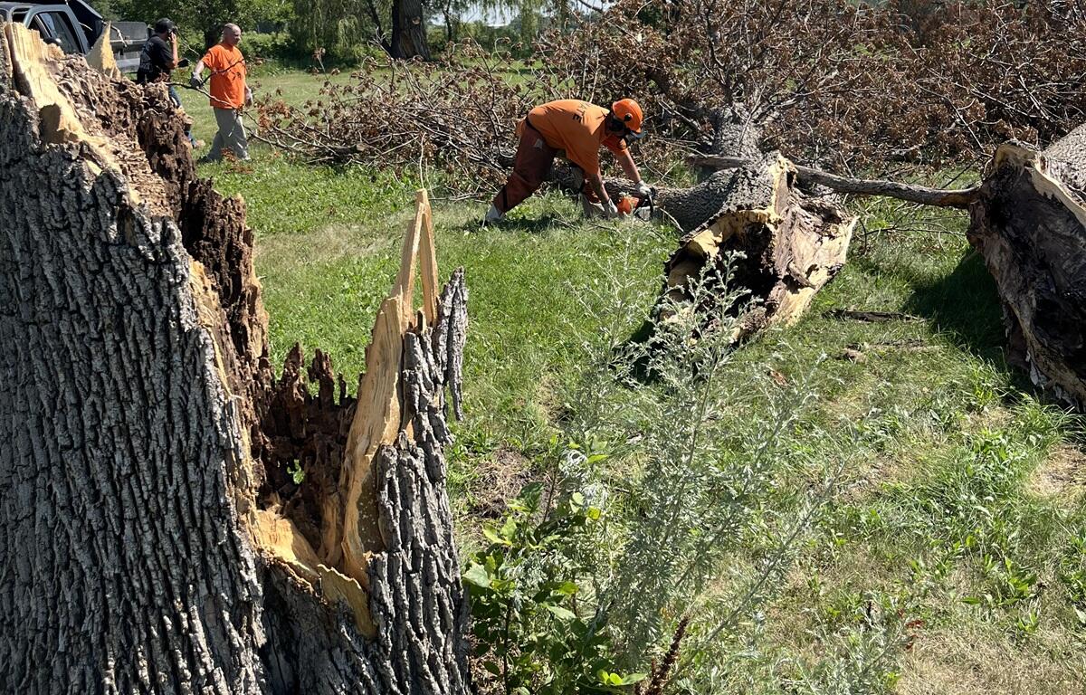 Prison crew cutting up fallen tree trunk in Huron near the State Fair Grounds.