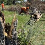 Prison crew cutting up fallen tree trunk in Huron near the State Fair Grounds.