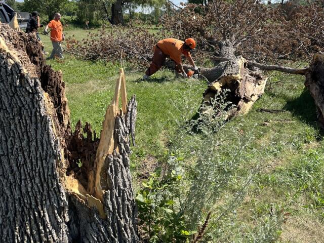 Prison crew cutting up fallen tree trunk in Huron near the State Fair Grounds.