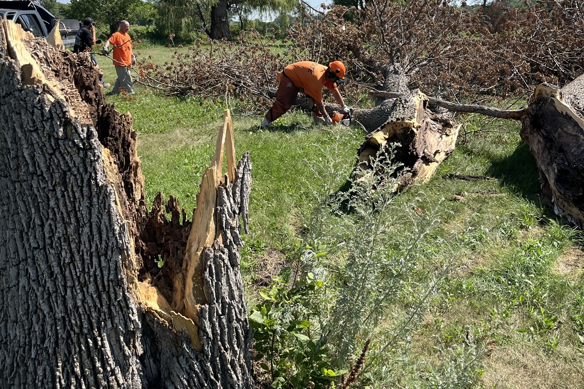 Prison crew cutting up fallen tree trunk in Huron near the State Fair Grounds.