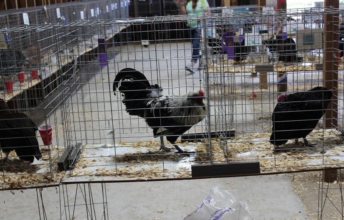 Rooster inside cage